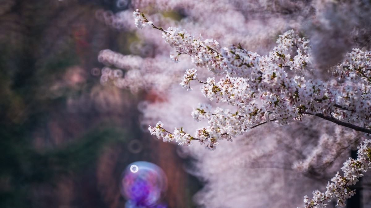 樱 花 盛 开 （ 二 ）