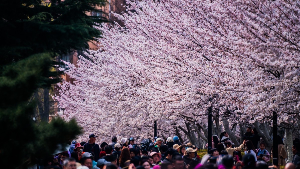 樱 花 盛 开 （ 二 ）