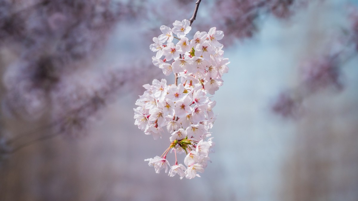 樱 花 盛 开 （ 二 ）