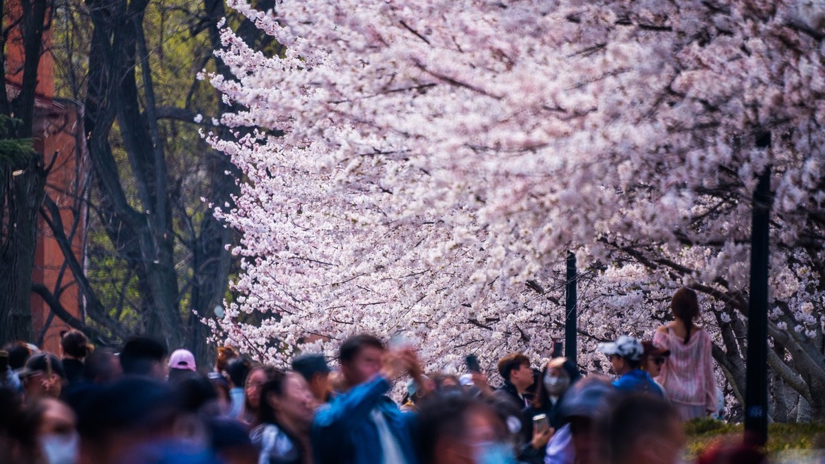 樱 花 盛 开 （ 二 ）