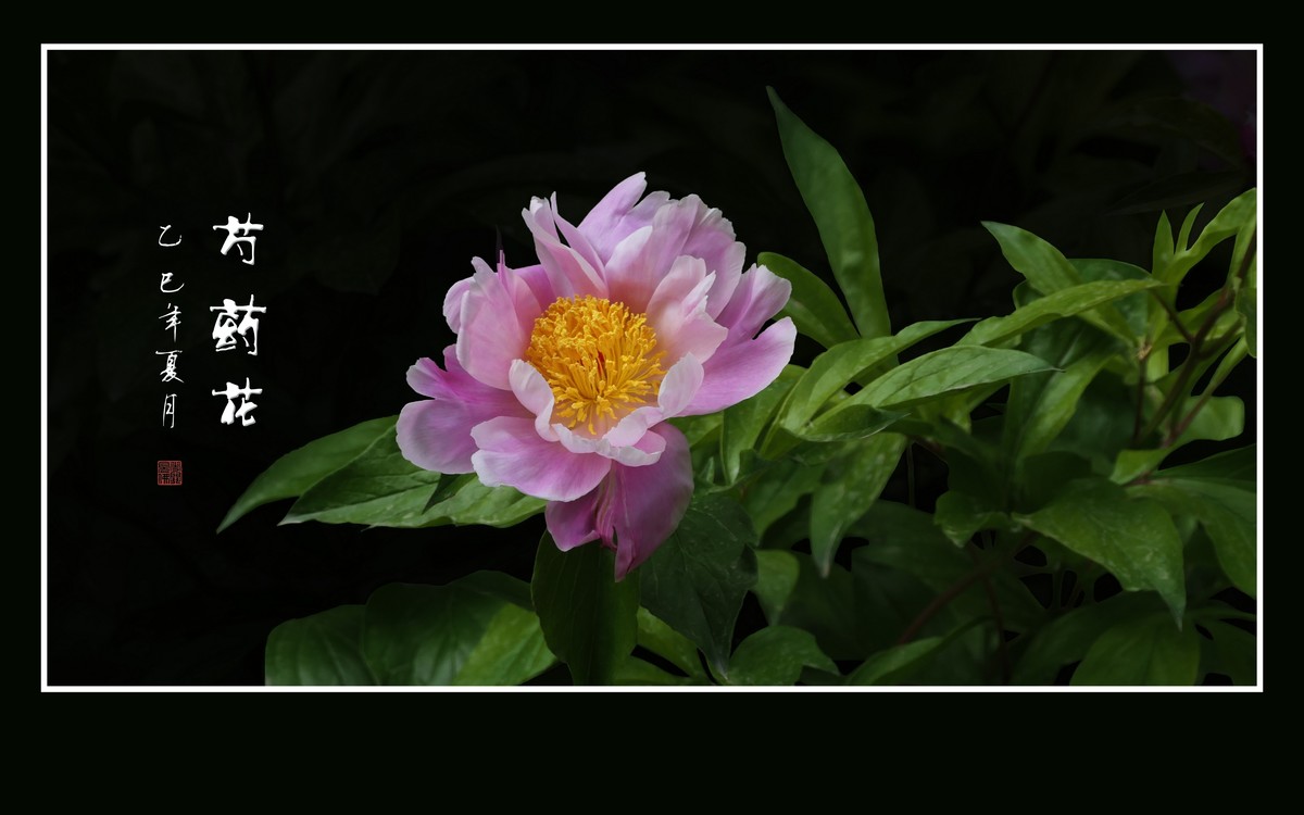 不是牡丹似牡丹，雍容富贵赛花仙