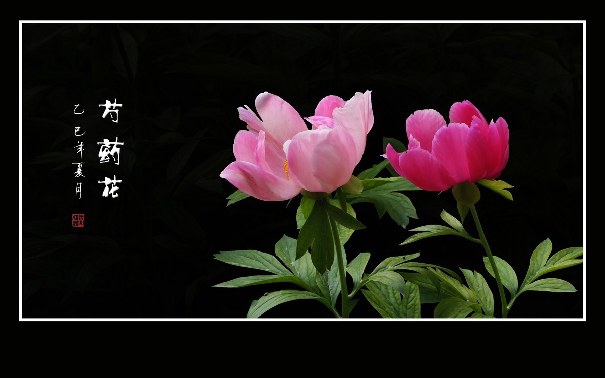 不是牡丹似牡丹，雍容富贵赛花仙