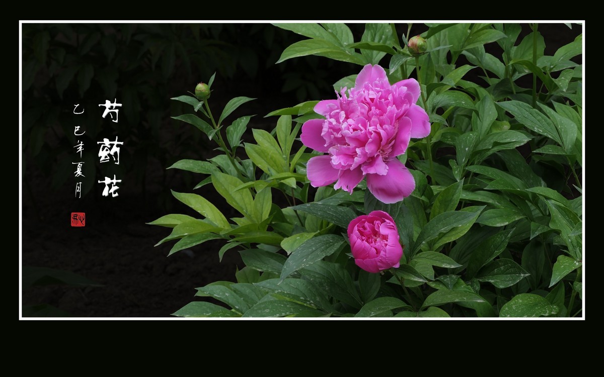 不是牡丹似牡丹，雍容富贵赛花仙