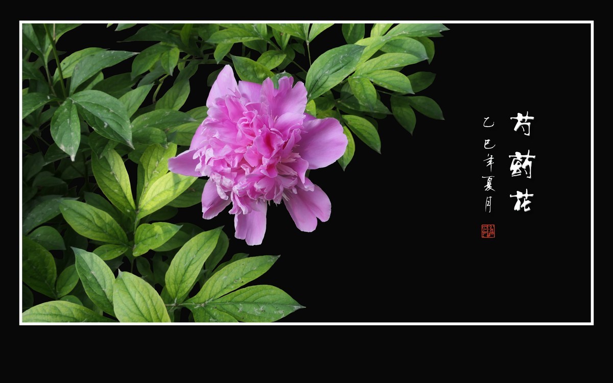 不是牡丹似牡丹，雍容富贵赛花仙