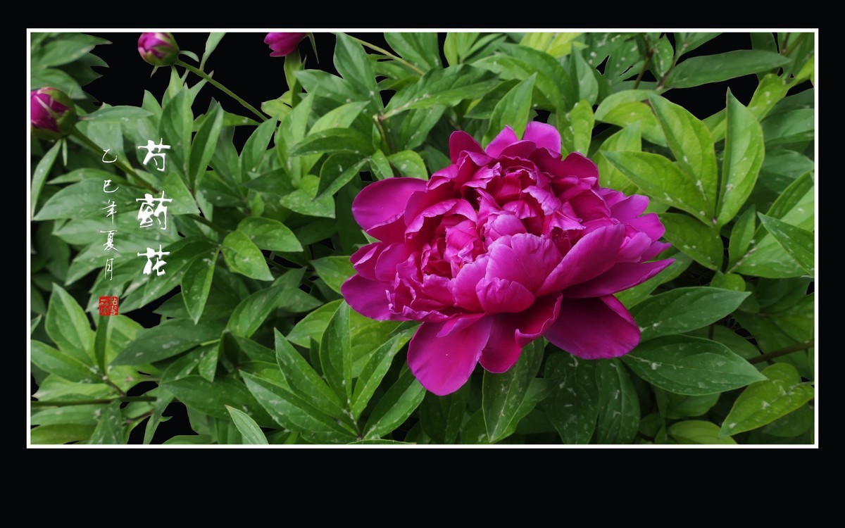 不是牡丹似牡丹，雍容富贵赛花仙