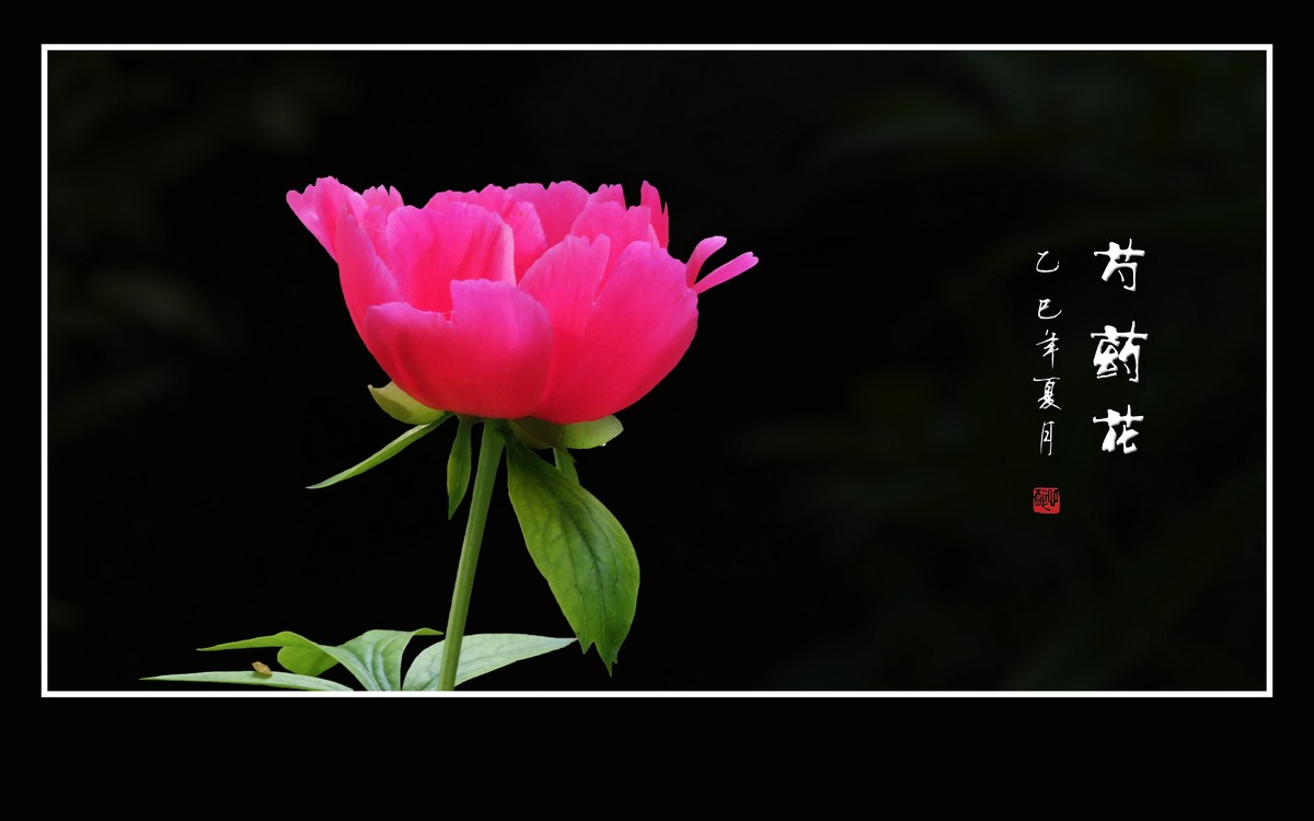 不是牡丹似牡丹，雍容富贵赛花仙