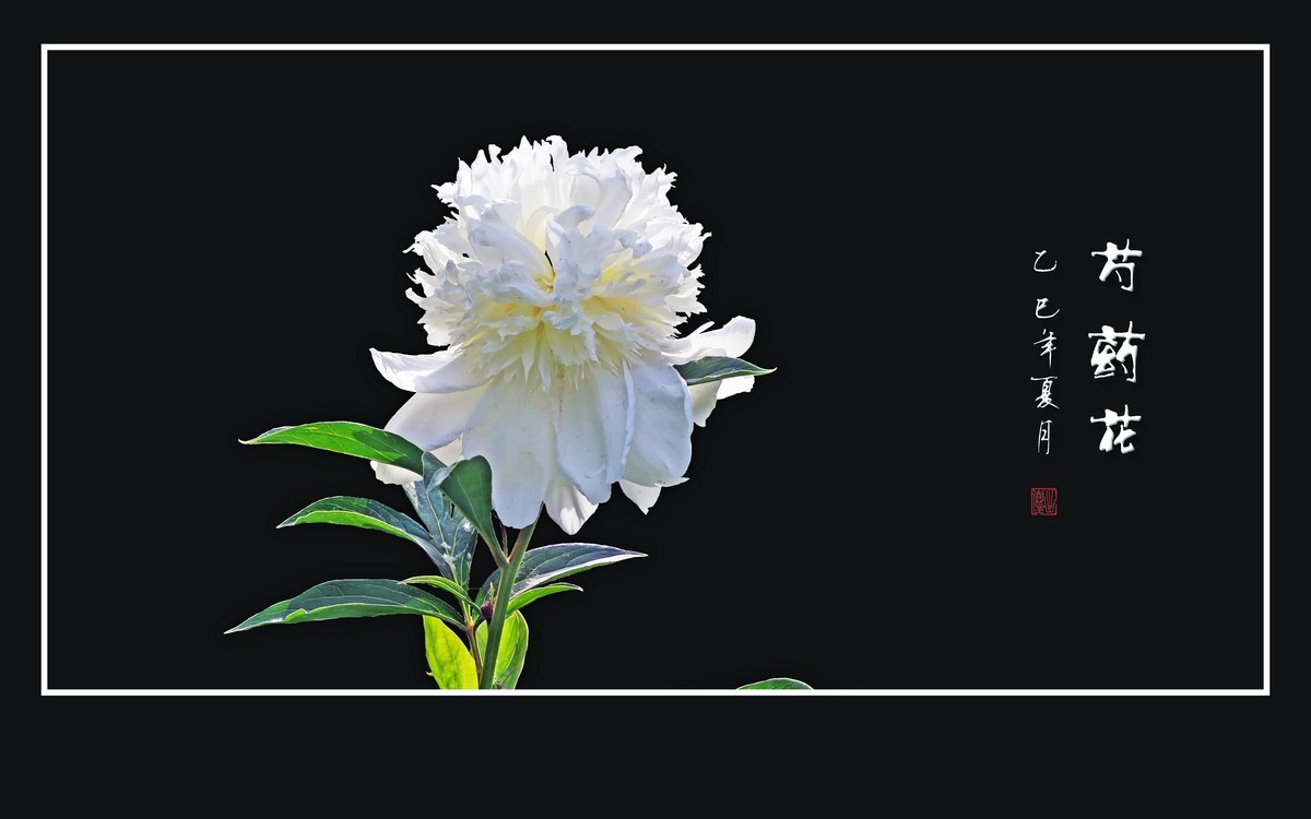 不是牡丹似牡丹，雍容富贵赛花仙