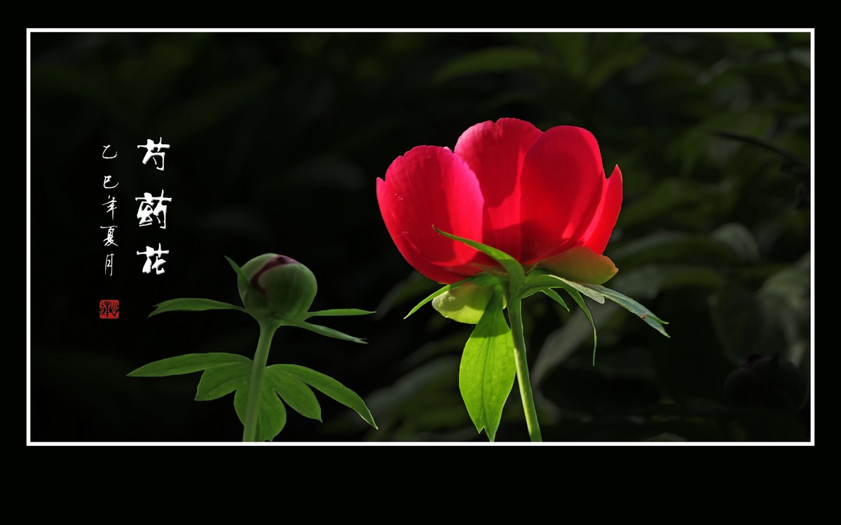 不是牡丹似牡丹，雍容富贵赛花仙