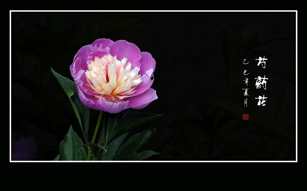 不是牡丹似牡丹，雍容富贵赛花仙