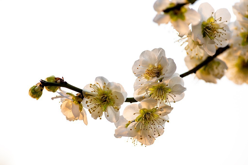 透过阳光的梅花