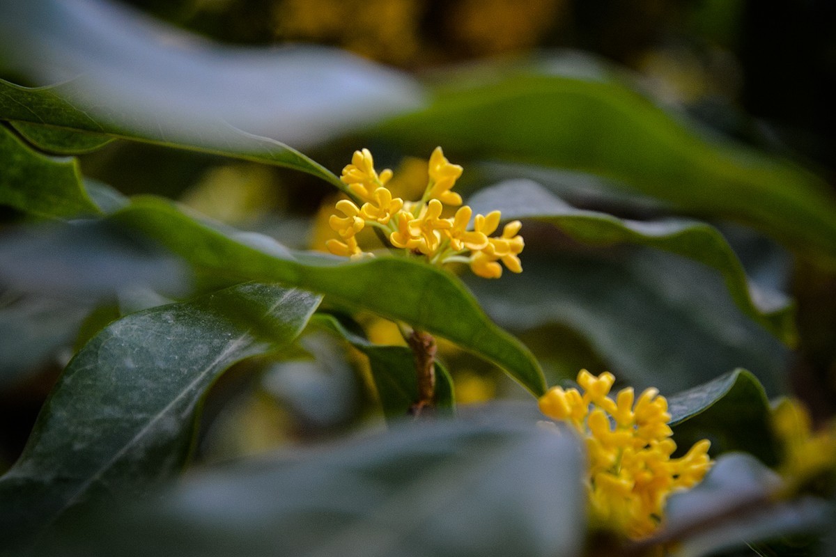 2022年第856贴-颐和园桂花香-8（1016F）