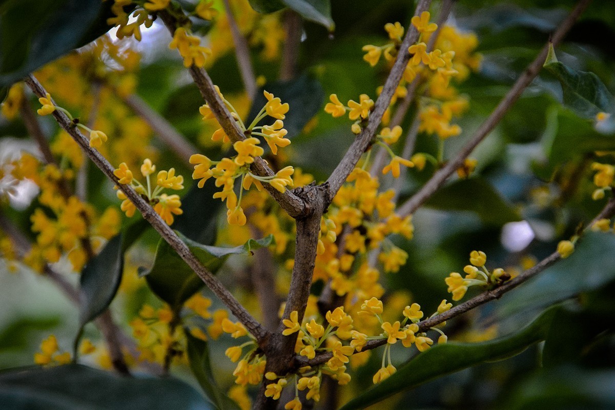 2022年第856贴-颐和园桂花香-8（1016F）
