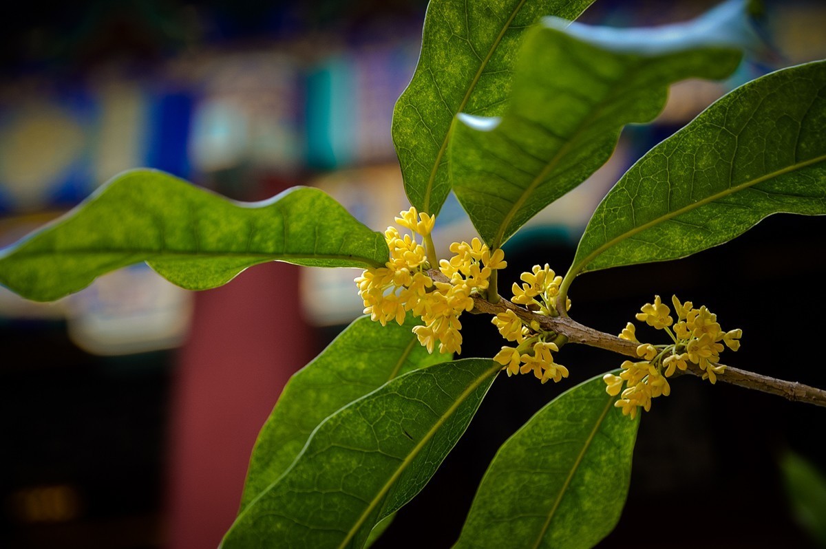 2022年第856贴-颐和园桂花香-8（1016F）