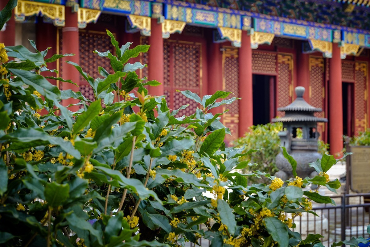 2022年第856贴-颐和园桂花香-8（1016F）