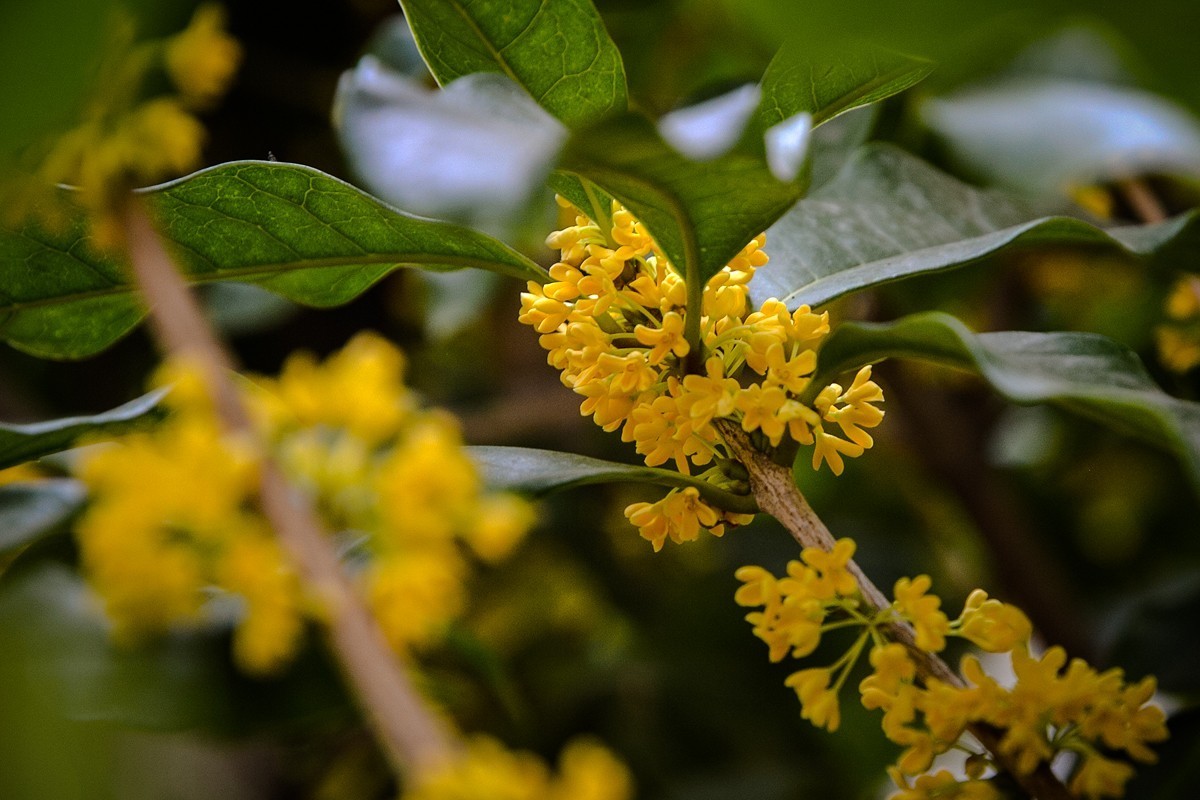 2022年第856贴-颐和园桂花香-8（1016F）