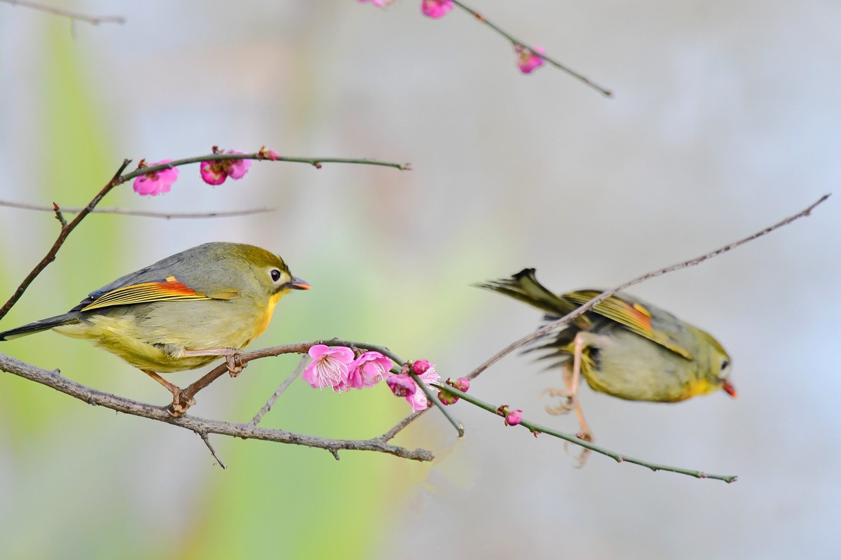 红嘴相思与梅花