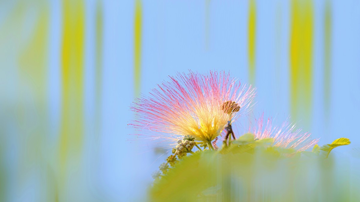 合欢花~2023(1)-中关村在线摄影论坛
