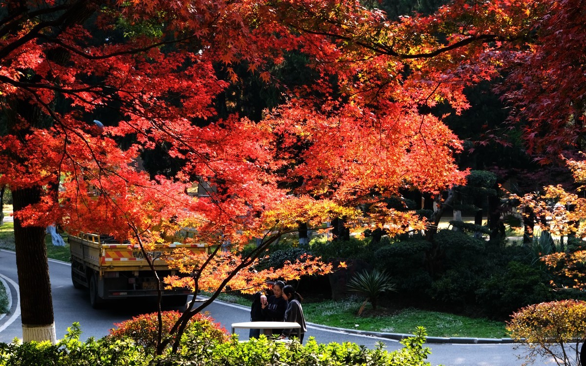 公园枫叶红了很艳丽