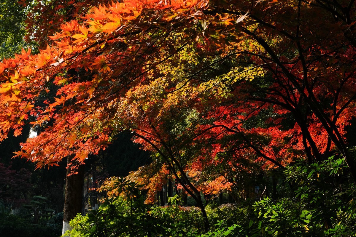 公园枫叶红了很艳丽