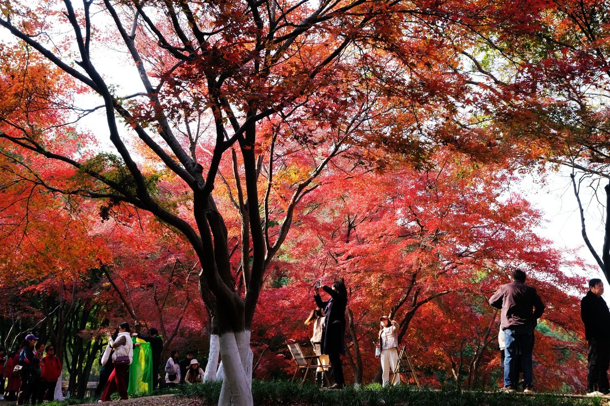 公园枫叶红了很艳丽