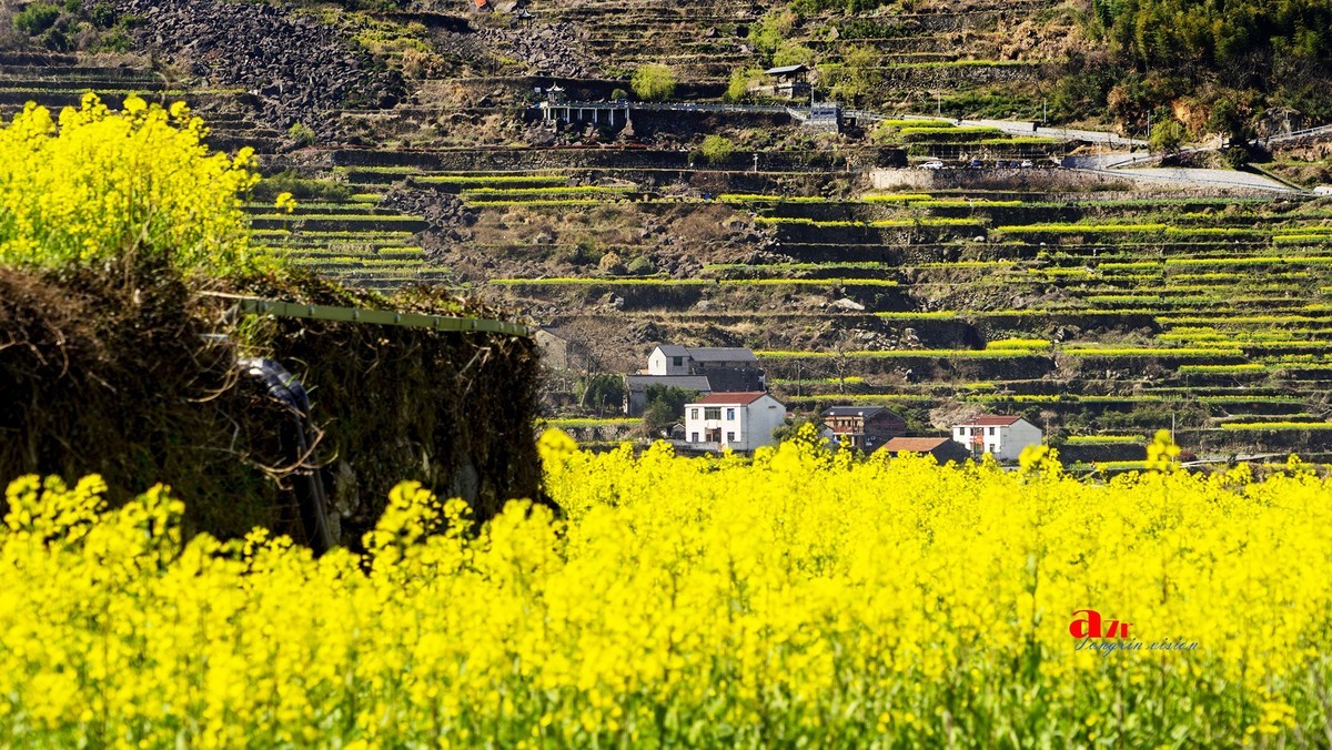 三月下江南——岭南覆卮山油菜花梯田（5）