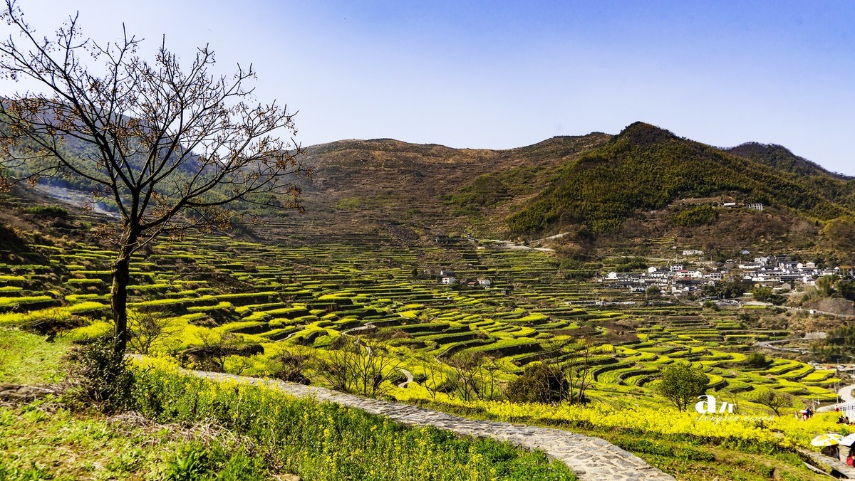 三月下江南——岭南覆卮山油菜花梯田（5）