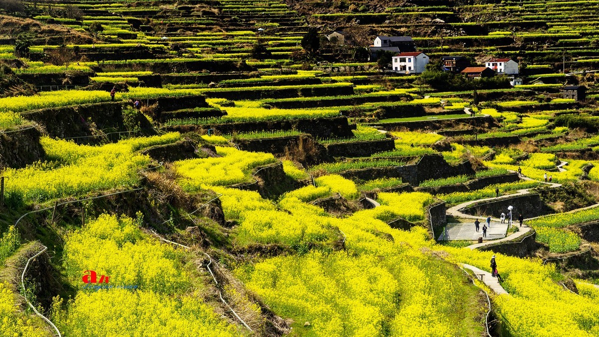 三月下江南——岭南覆卮山油菜花梯田（5）
