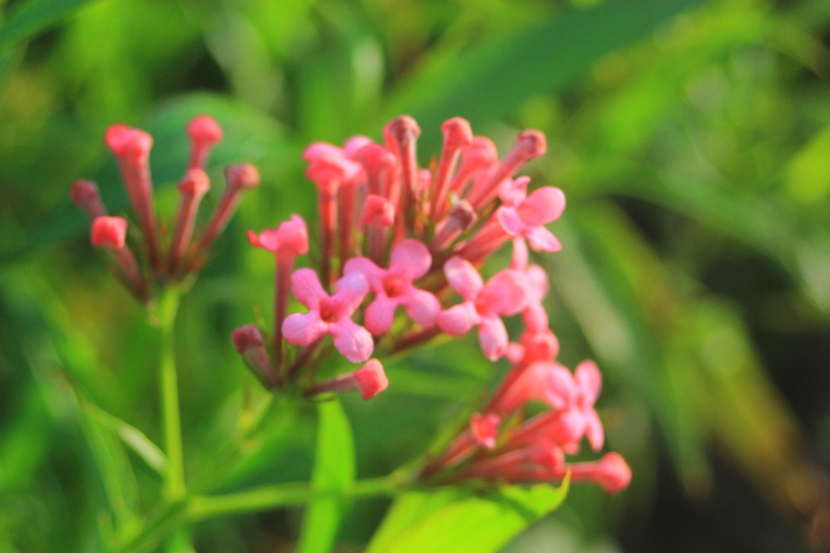 美丽的厦门郊外早晨风光摄影--222