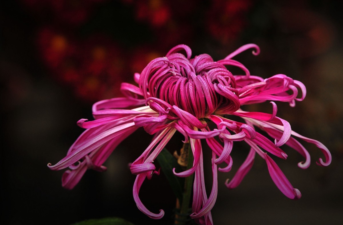 一季秋，一季菊