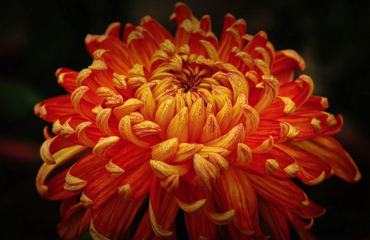 一季秋，一季菊