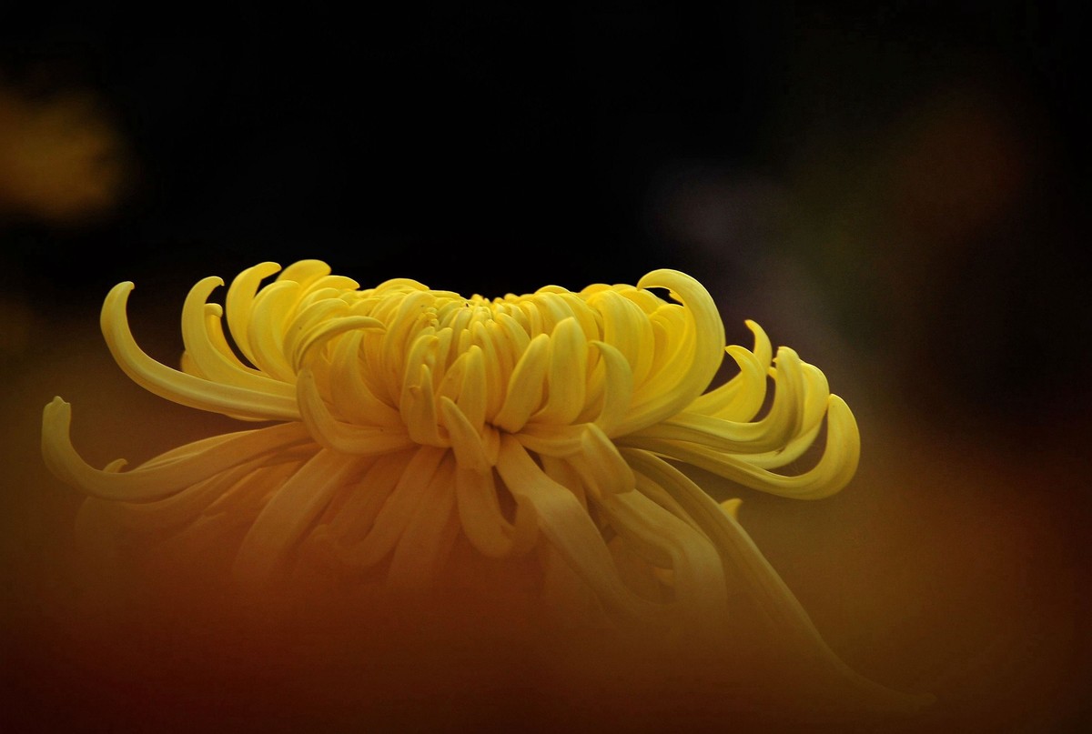 一季秋，一季菊