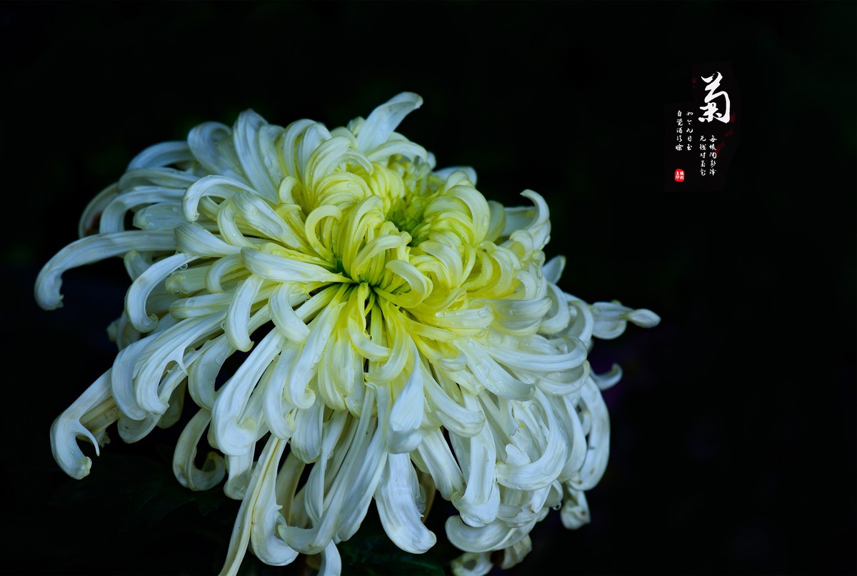 【 菊韵 】