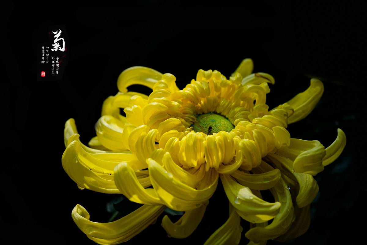 【 菊韵 】