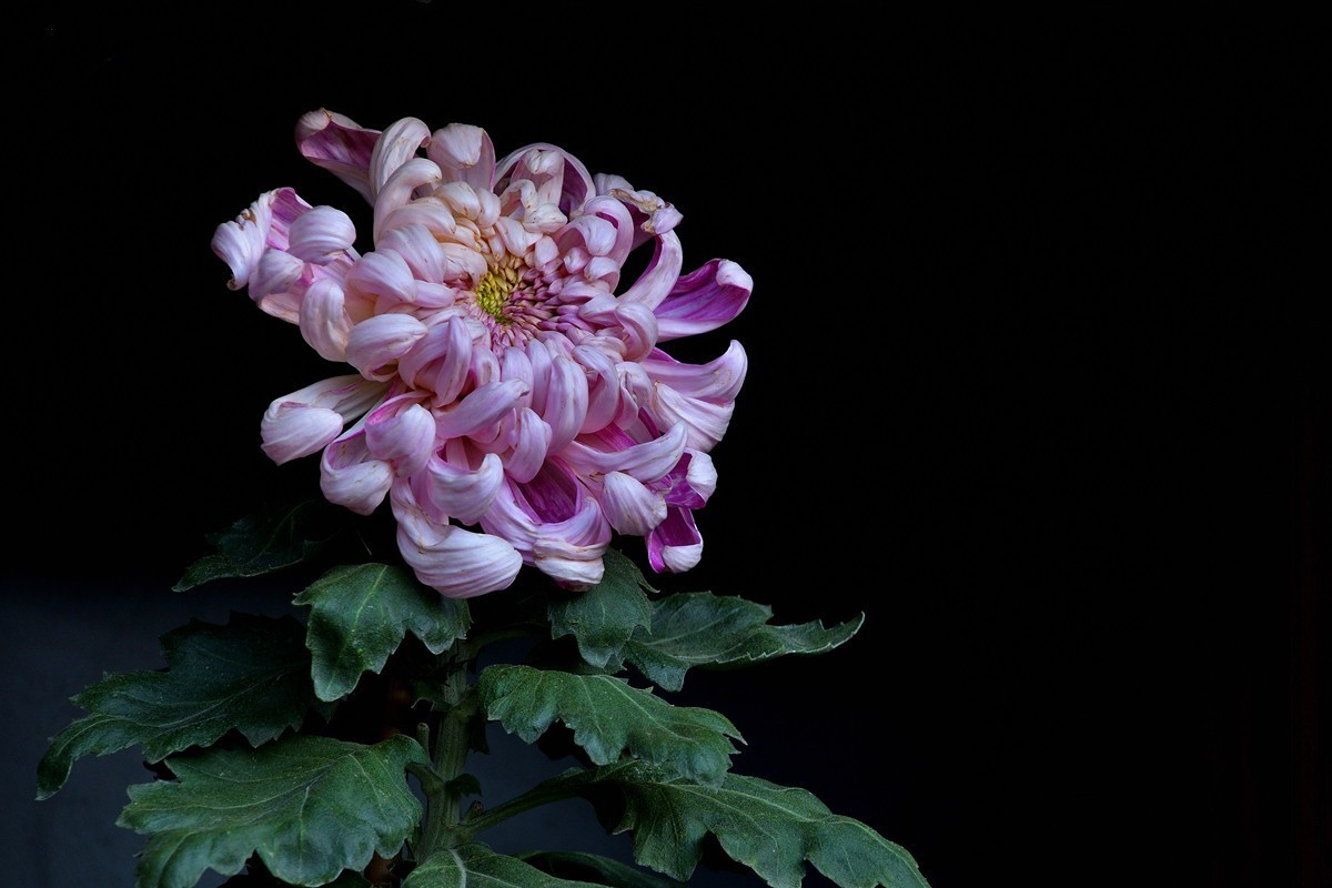 形态多样的菊花1