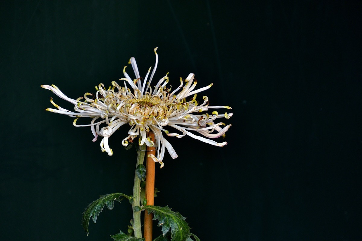 形态多样的菊花1