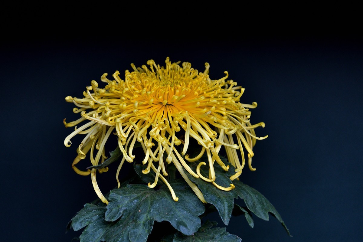 形态多样的菊花1