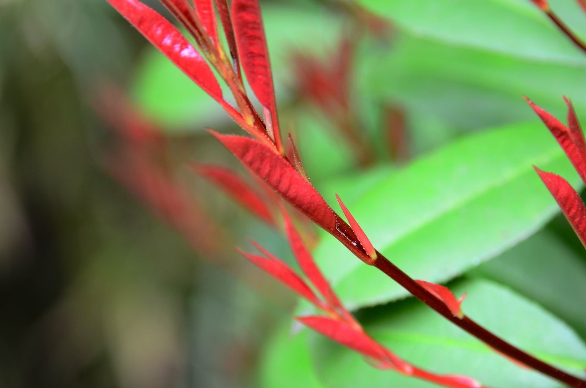 花卉系列【3340】