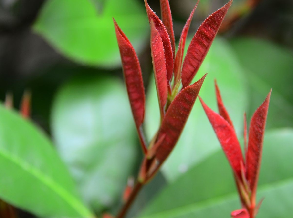 花卉系列【3340】