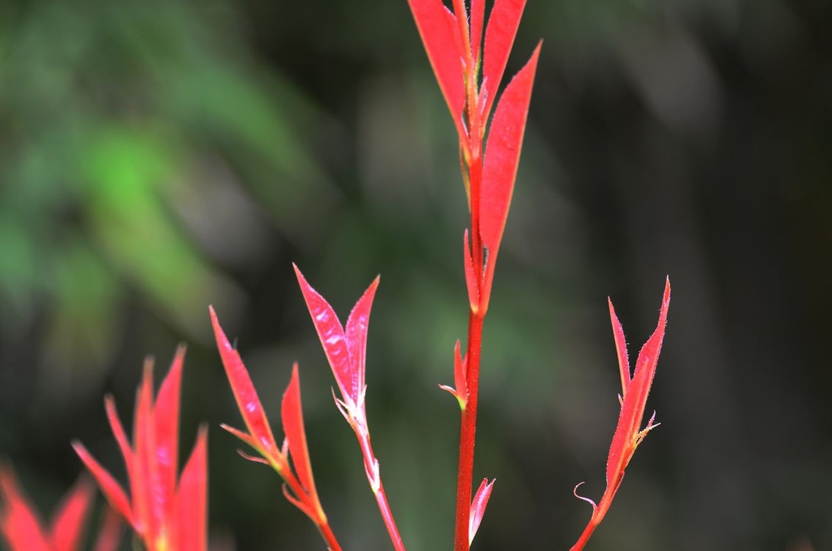 花卉系列【3341】