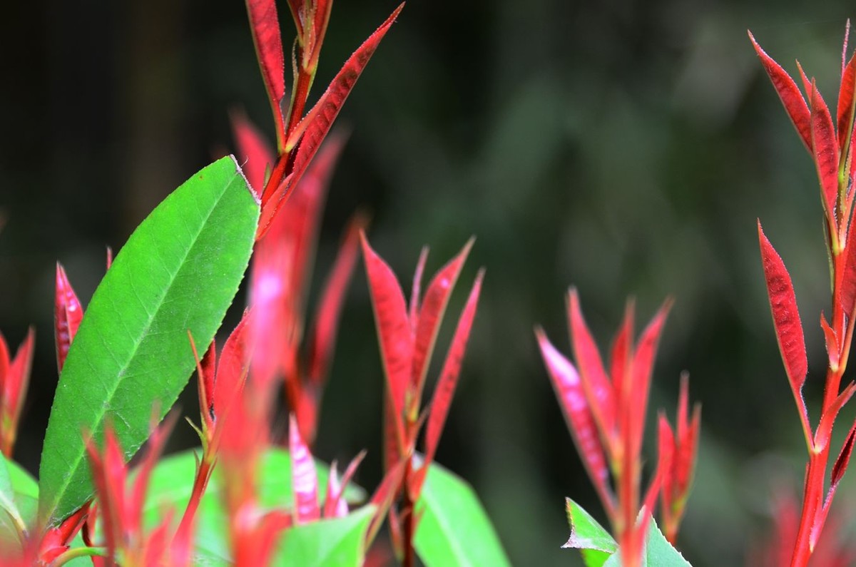 花卉系列【3341】