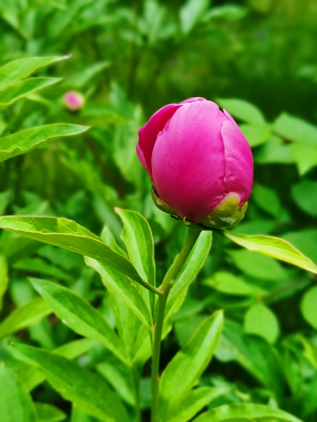 国色满园，香飘万里。