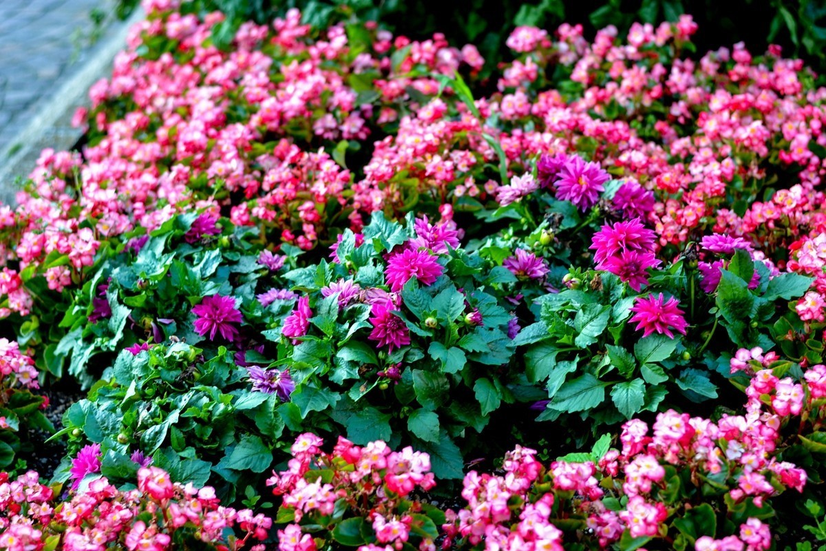 “小痰盂”沾花