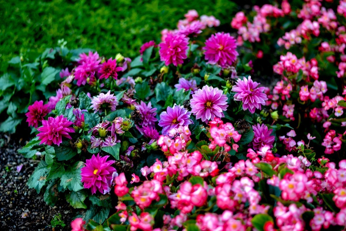 “小痰盂”沾花