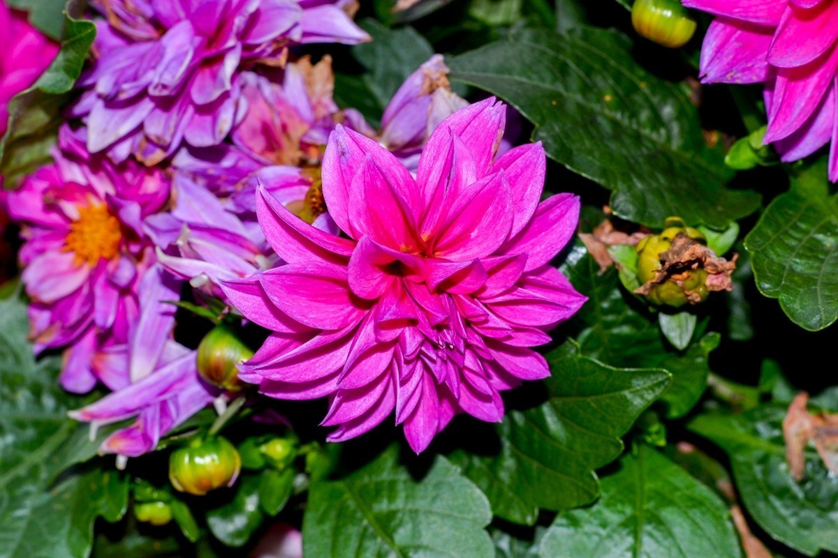 “小痰盂”沾花