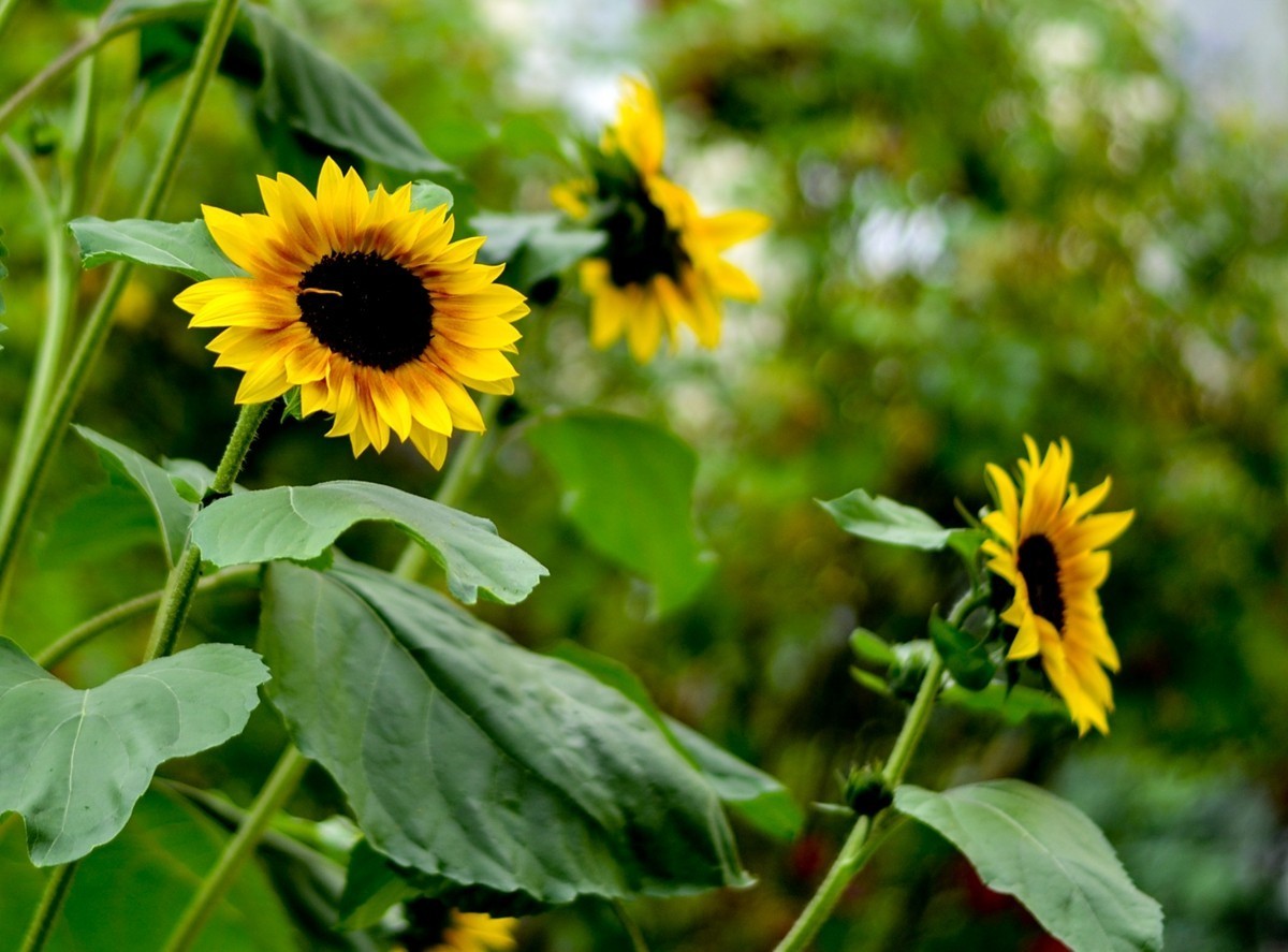 “小痰盂”沾花