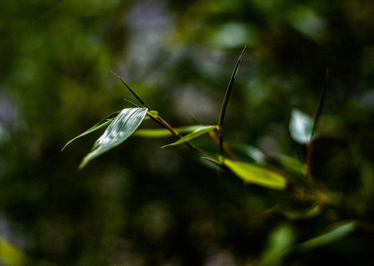 “小痰盂”沾花