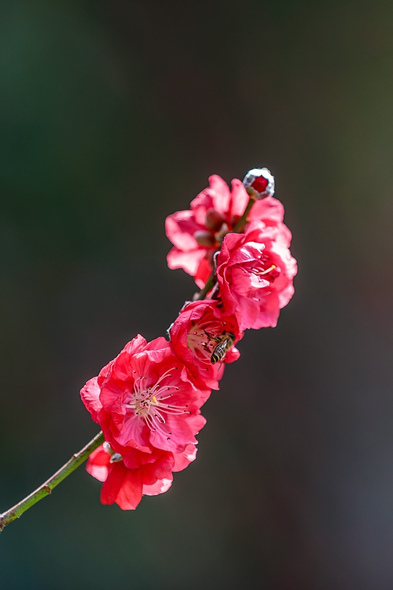 2022花城看花（25）：桃花（绯红）