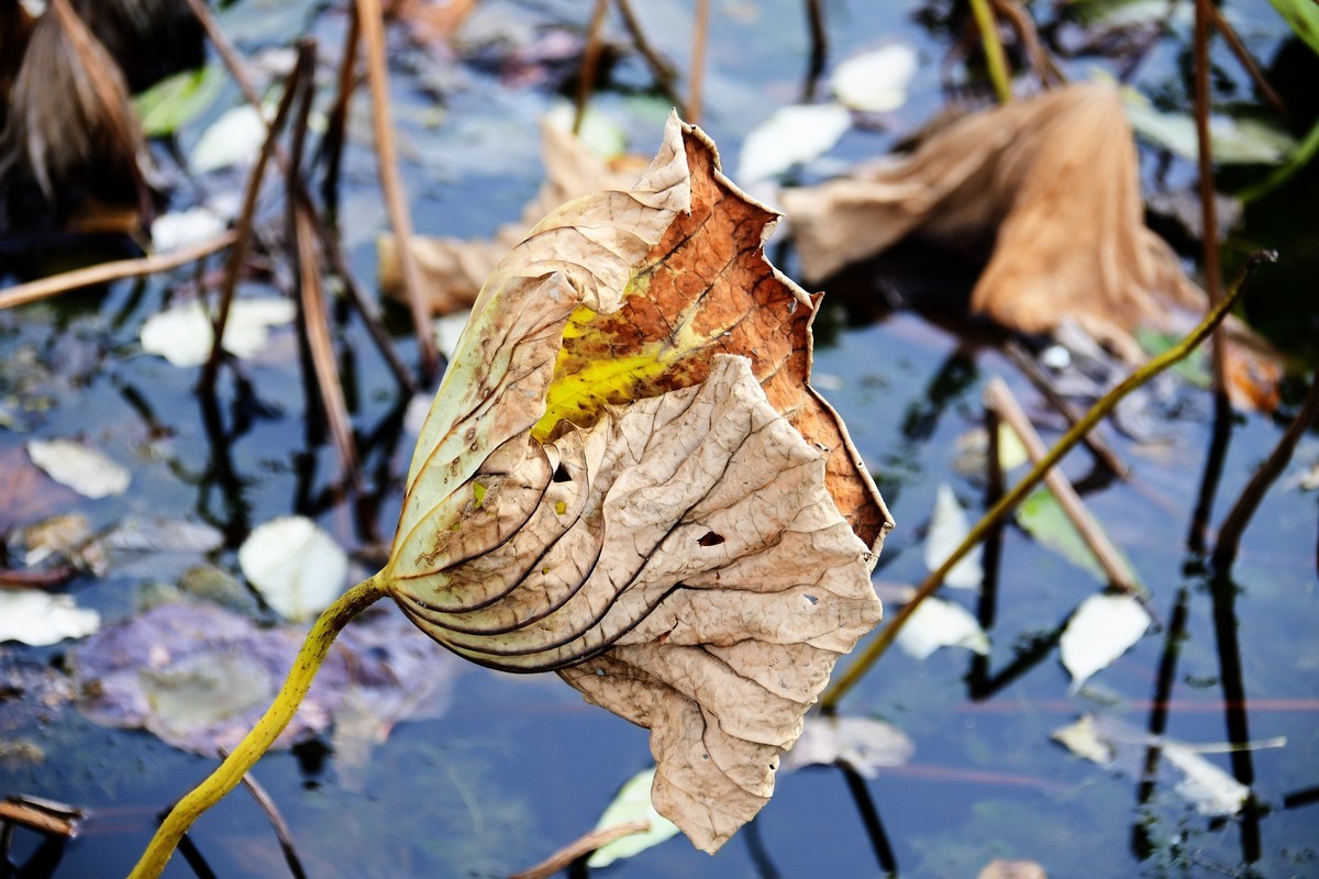 魂断香消泪不成，且留傲骨伴舟横