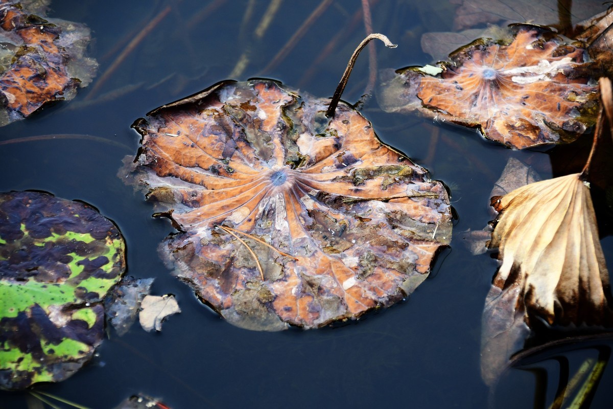 魂断香消泪不成，且留傲骨伴舟横