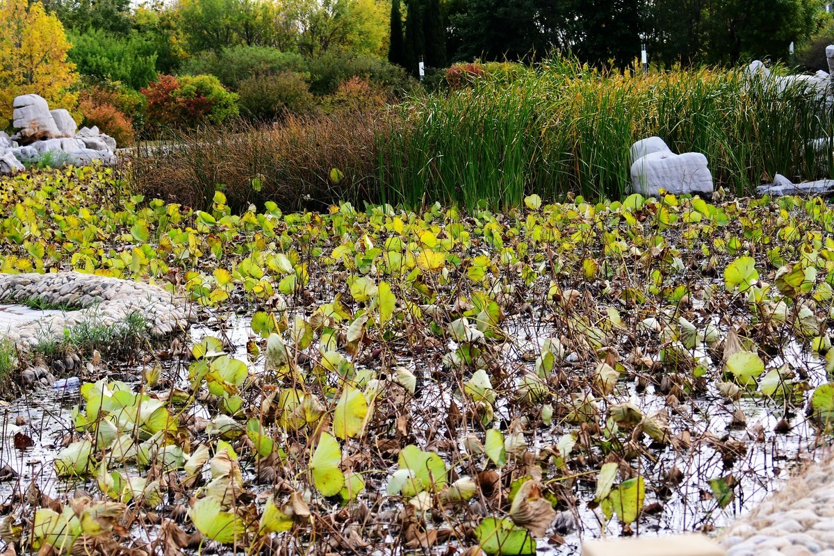 魂断香消泪不成，且留傲骨伴舟横